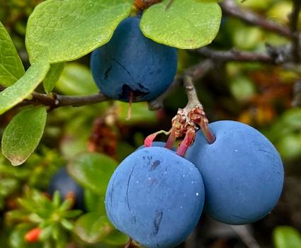 A close up image of two ripe blueberries on a blueberry plant