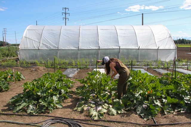 a woman measures a squash plant in front of a high tunnel