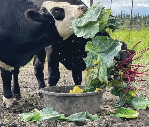 Cows eating beets