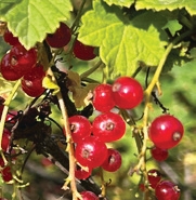 Currants