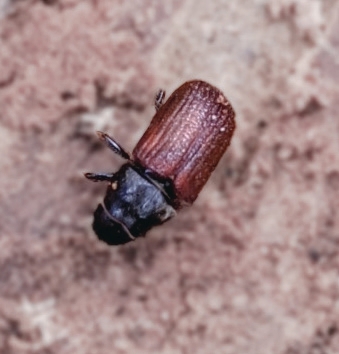 Spruce Beetle