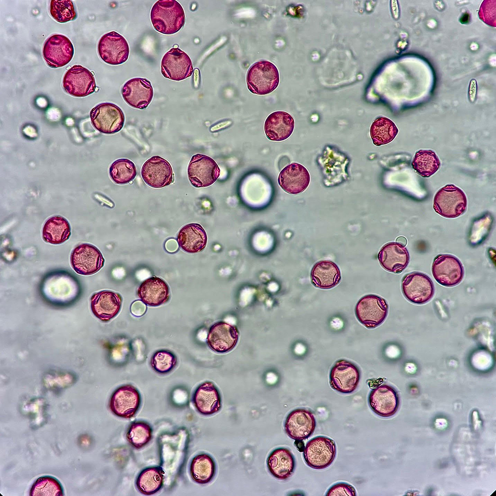 Close-up of pollen
