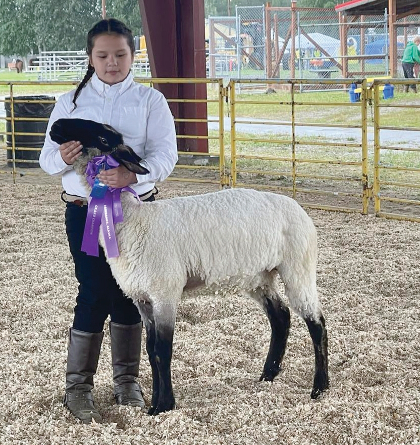 Child standing next to sheep