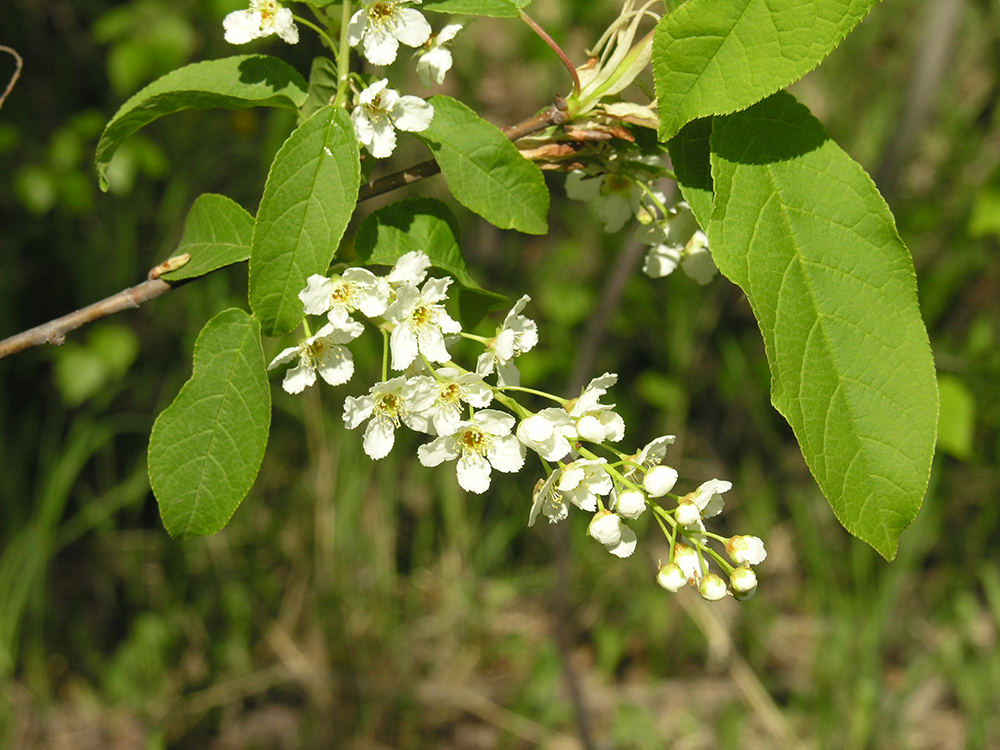 Chokecherry