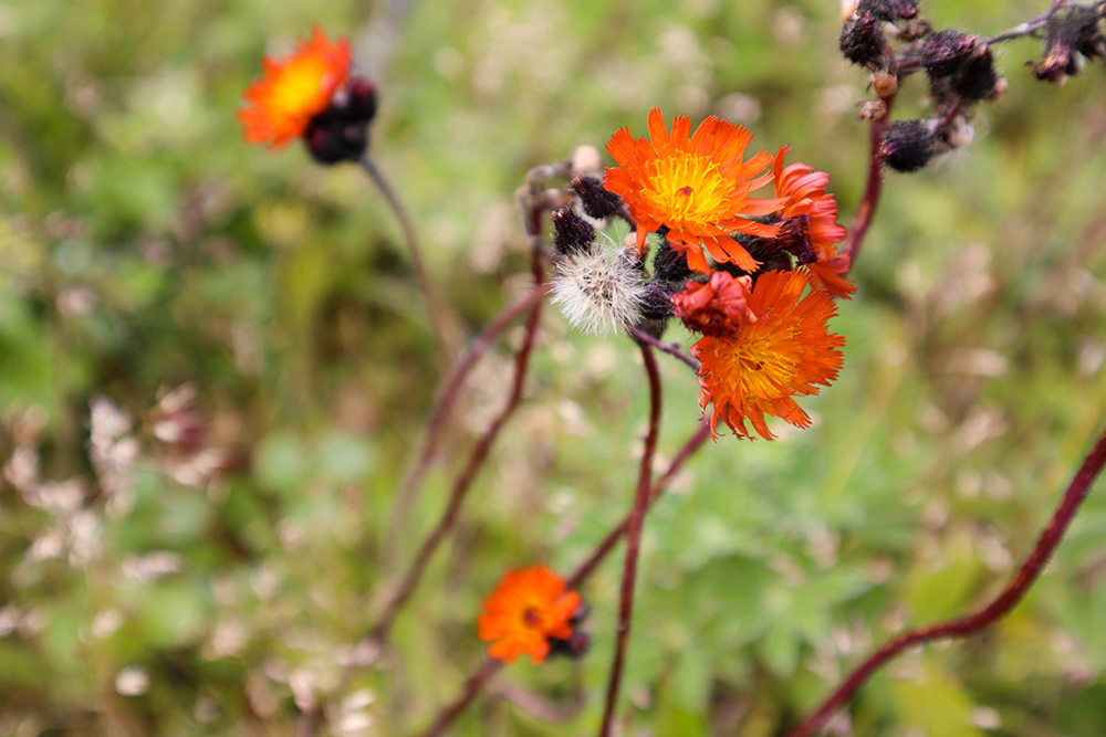Hawkweed