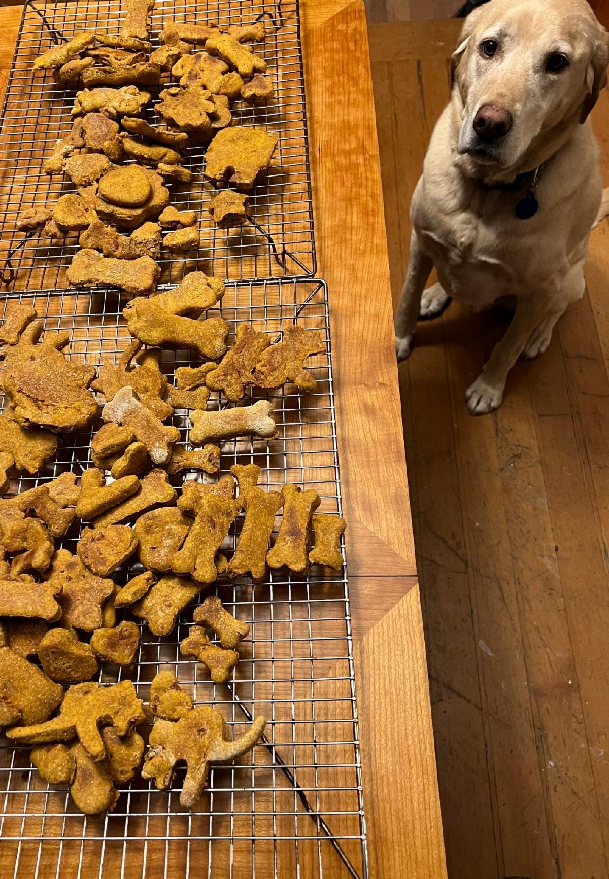 Dog sitting near homemade dog treats
