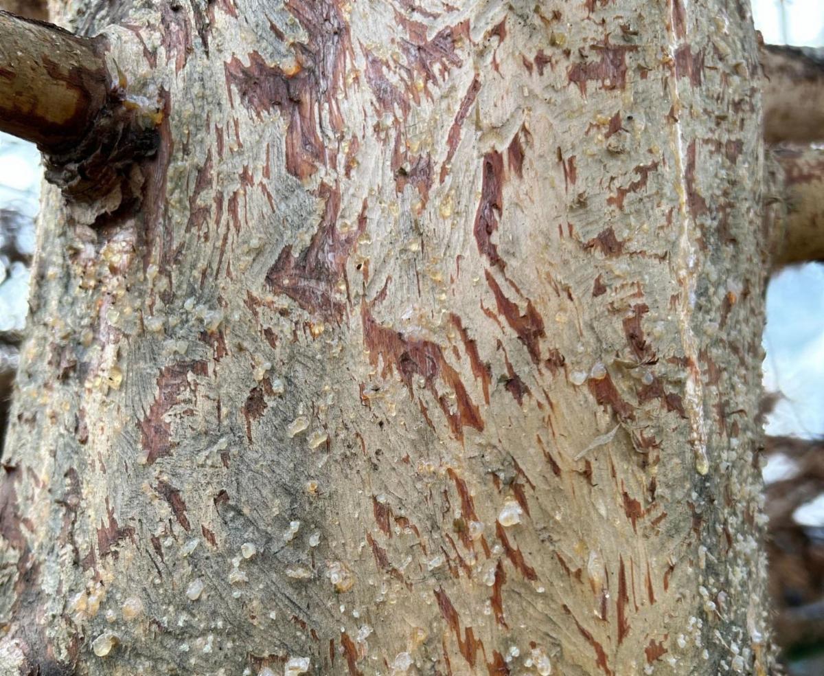 Bottom right image. See caption below image for description