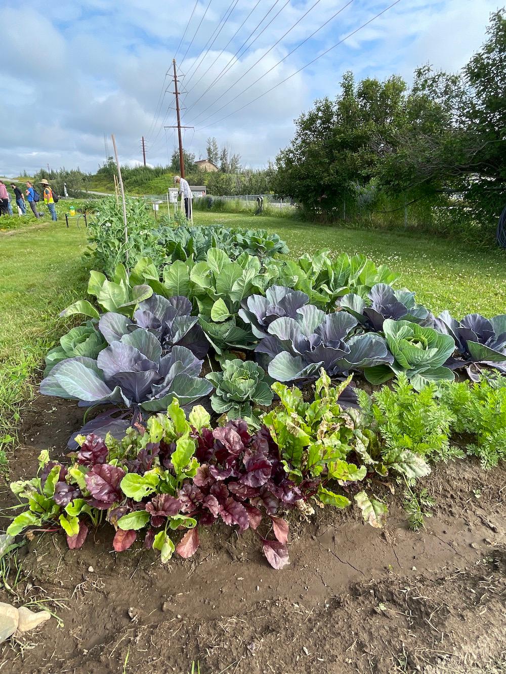 Vegetables growing in garden
