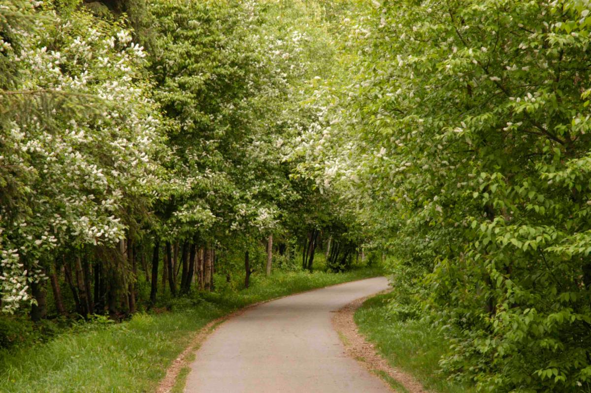 Vibrant green forest