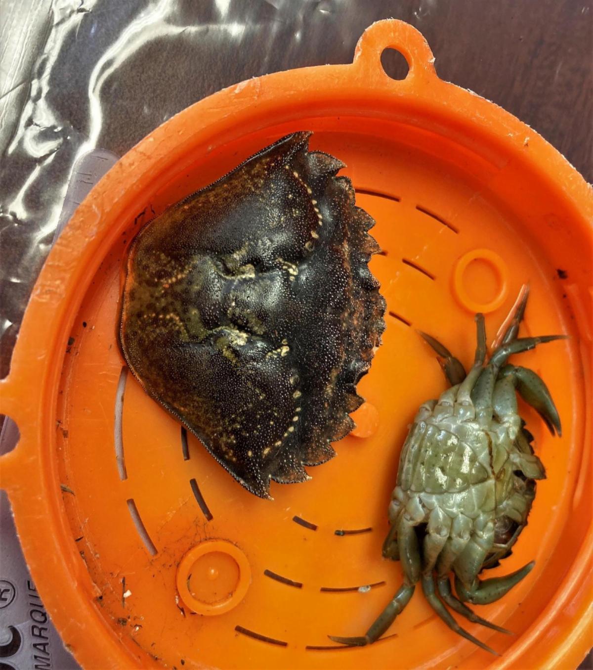 Green crab in orange bucket