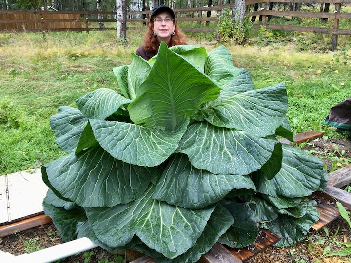 Giant cabbage