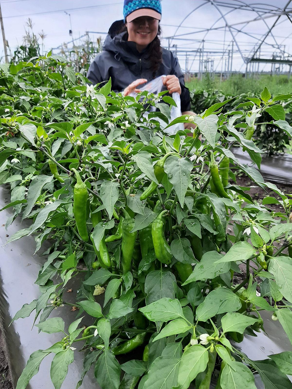 Glenna Gannon harvesting red ember peppers in greenhouse