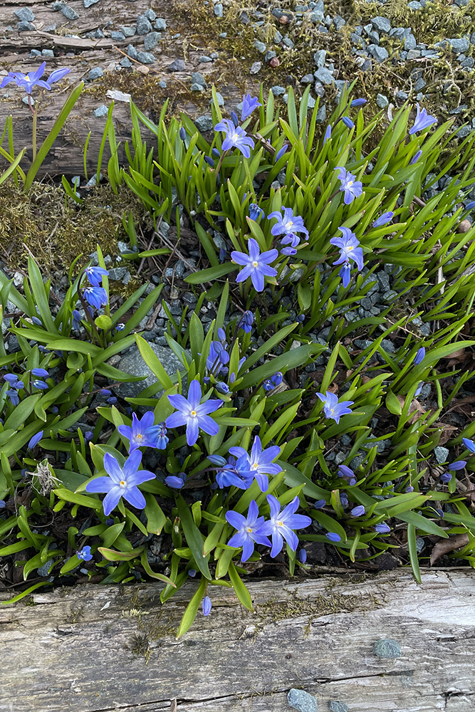 Purple flowers in a field