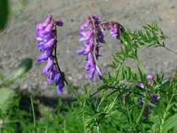 Purple vetch