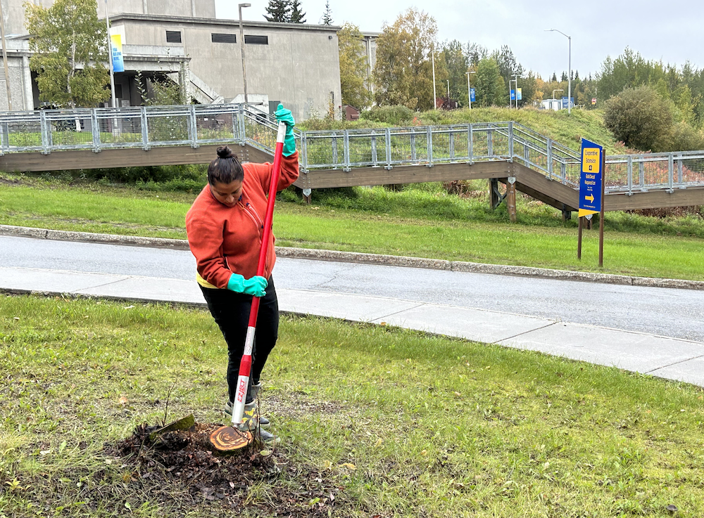 Chokecherry tree treating