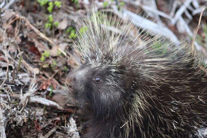 Top right image. See caption below image for description