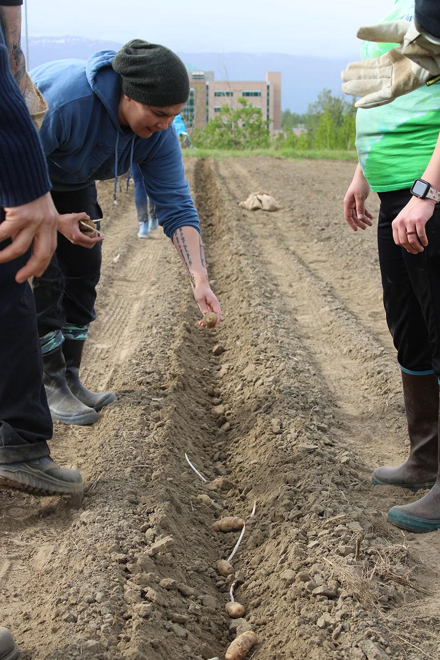 People standing over potatoes