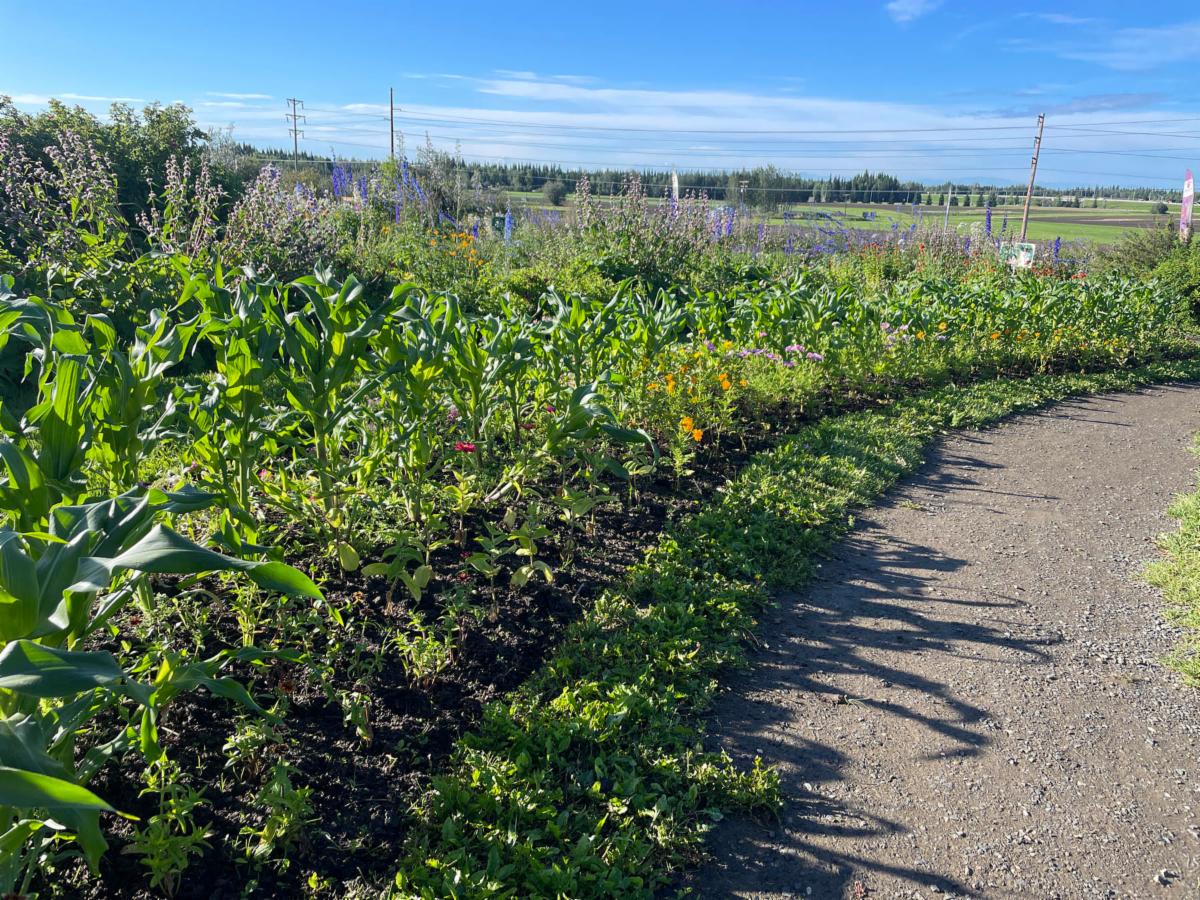 Garden display of corn