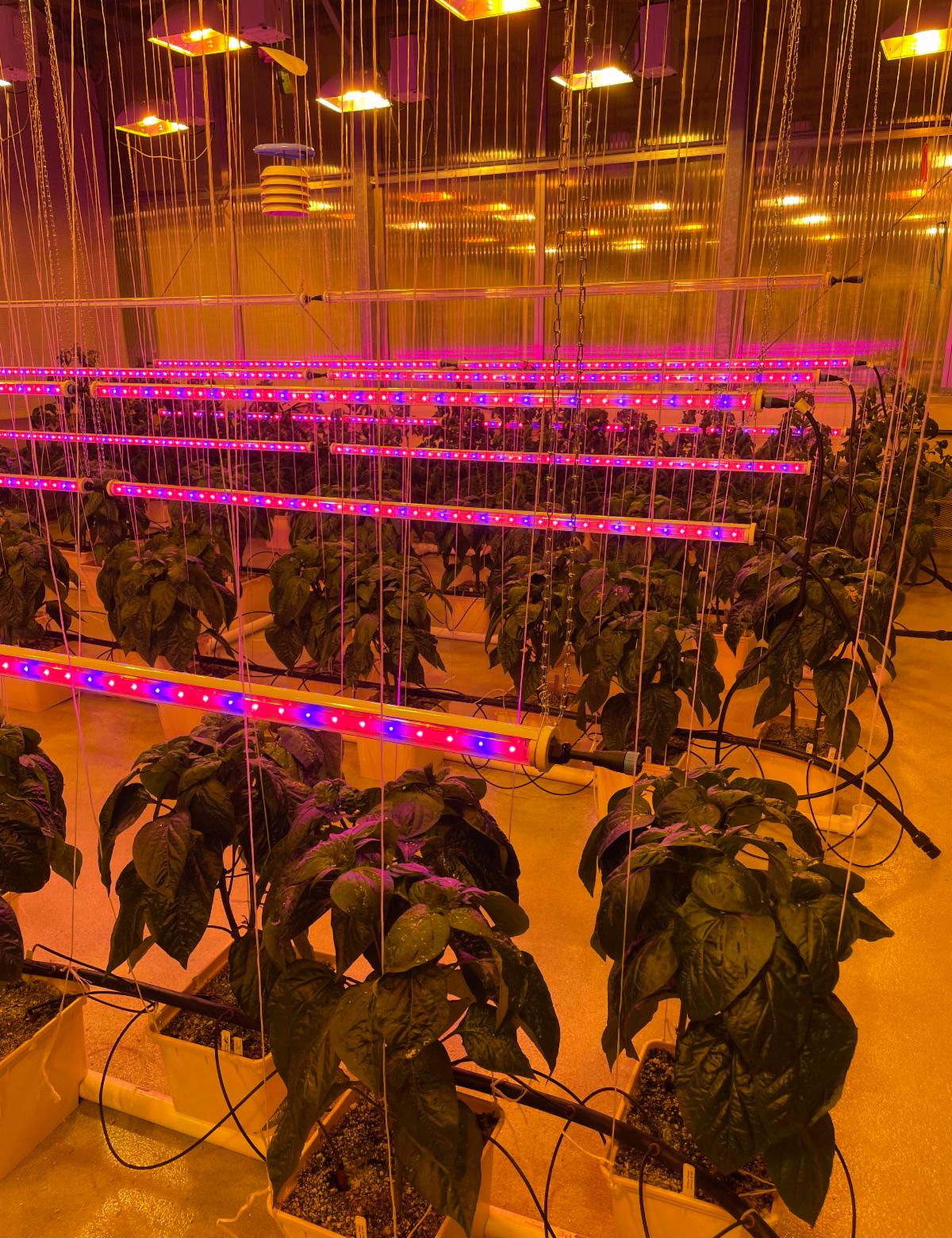 See caption below image for description