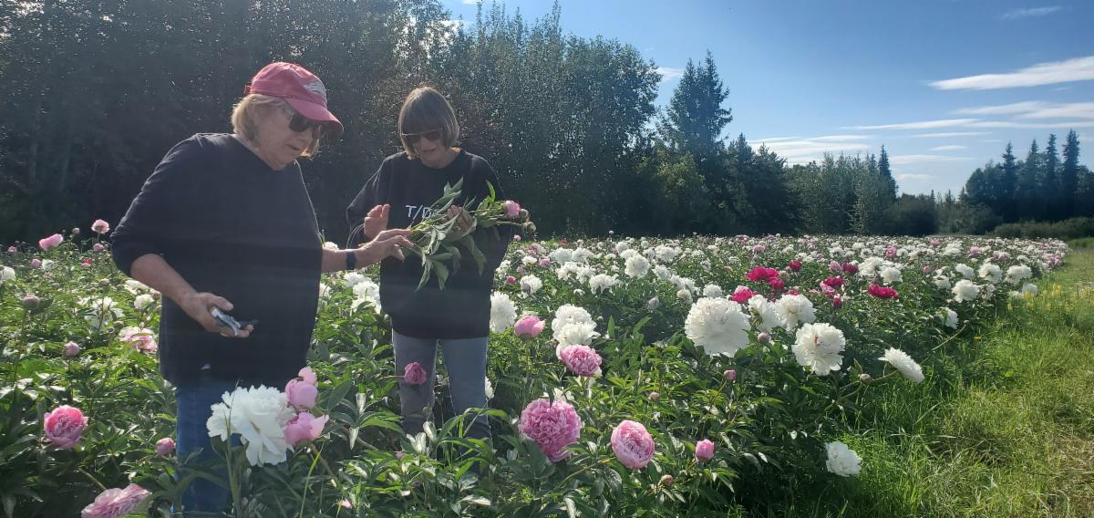 Peonies