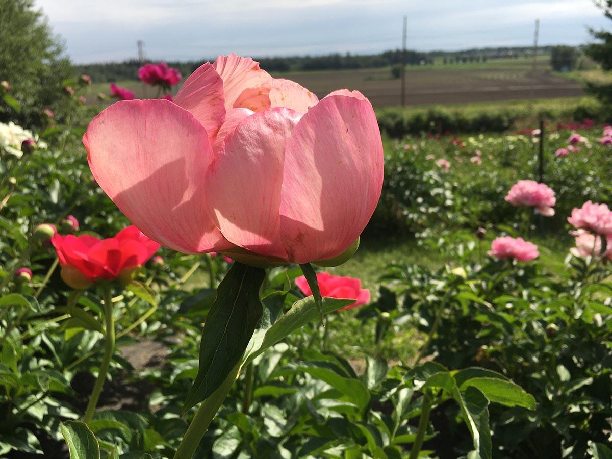 Field of peonies