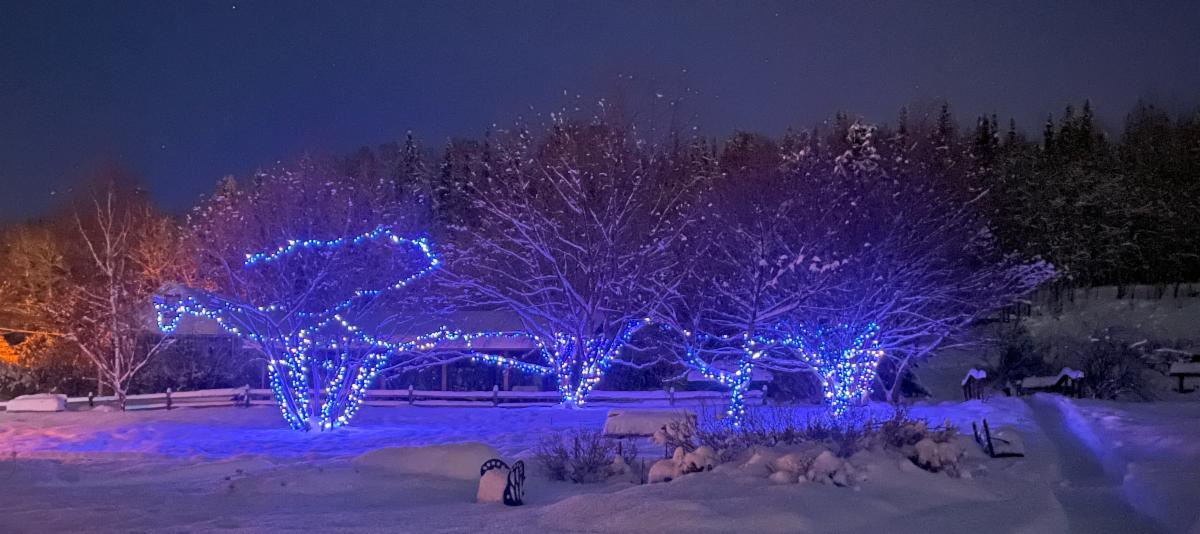 Ornamental lights decorating trees
