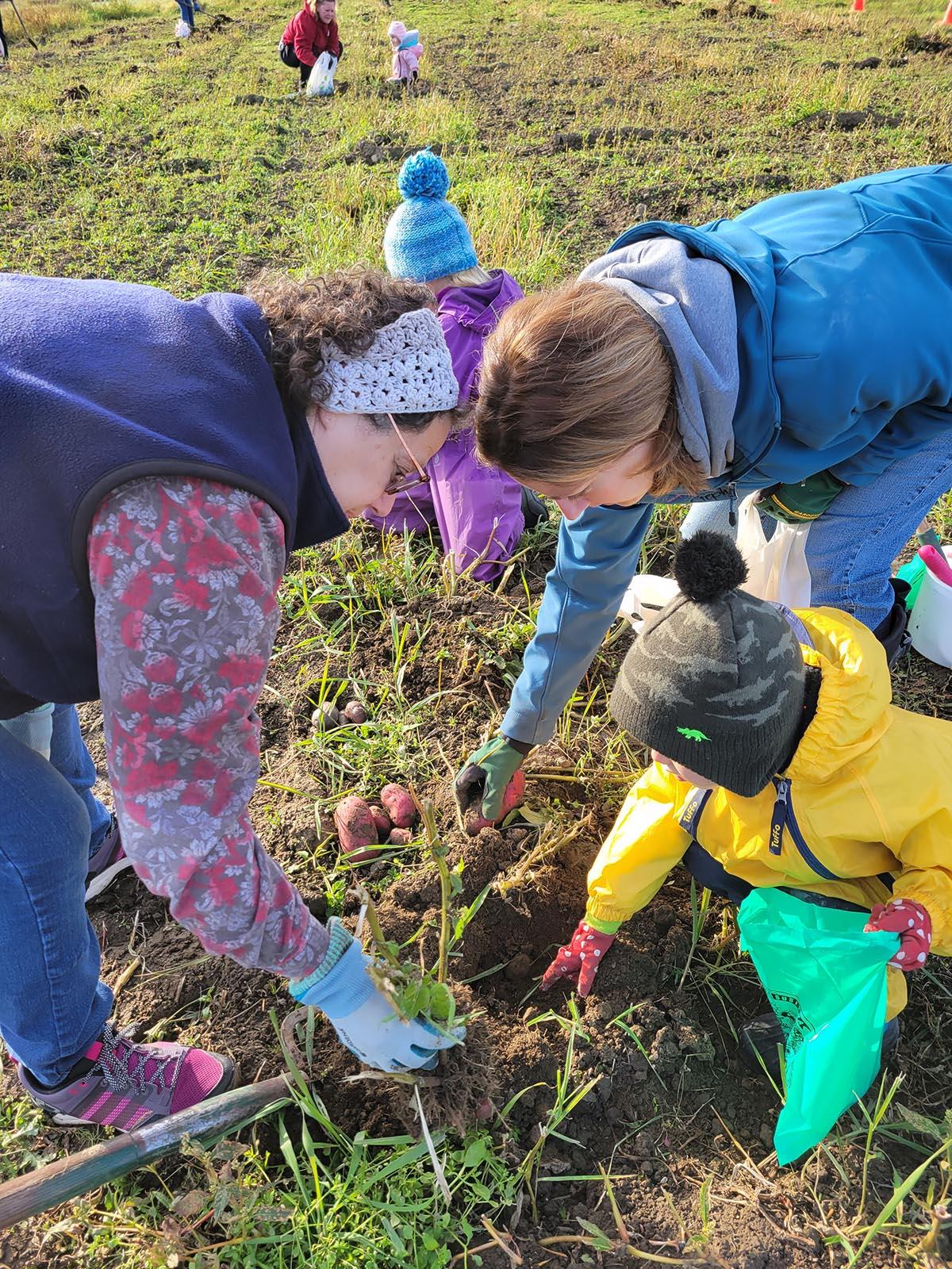 People harvesting potatoes
