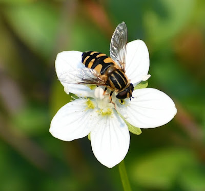 See caption below image for description