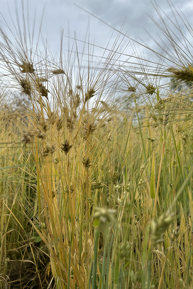 Barley field