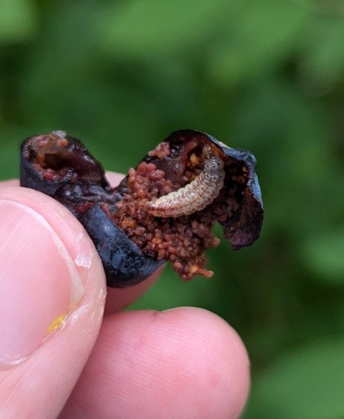 Worm in blueberry