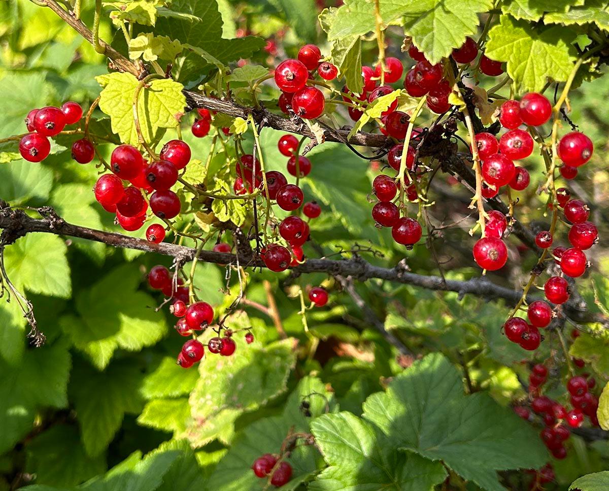 Red currants