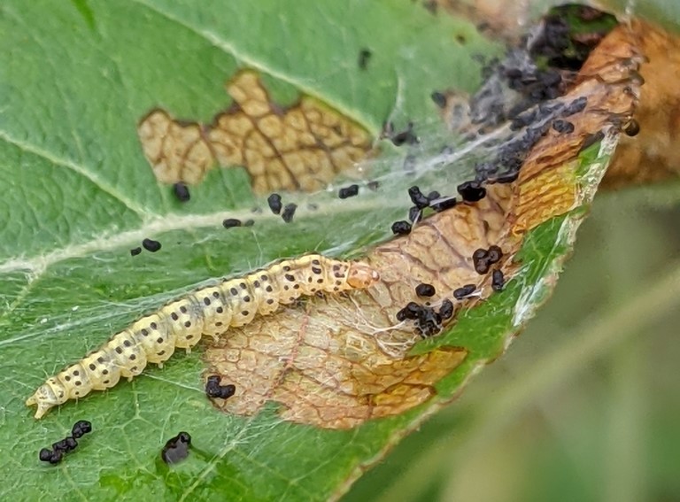 Caterpillar