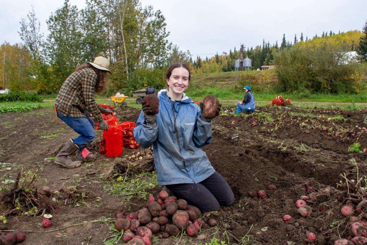 Group of people harvesting potatoes