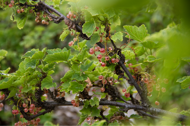 See caption below image for description