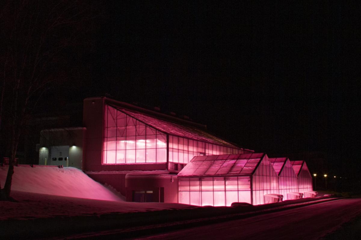 Pink greenhouse