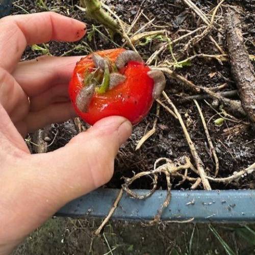 Slug on tomato