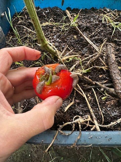 See caption below image for description