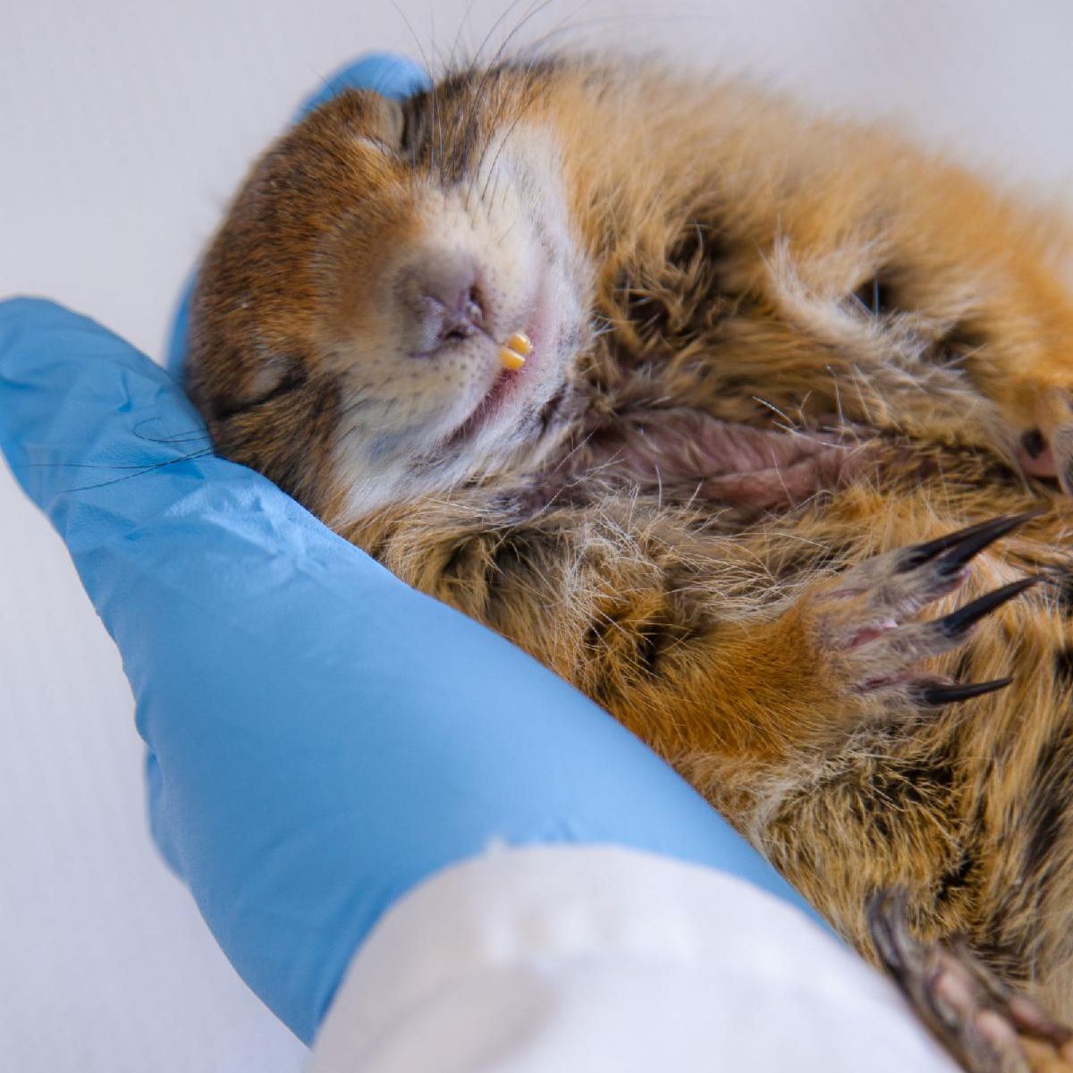 A sleeping arctic ground squirrel
