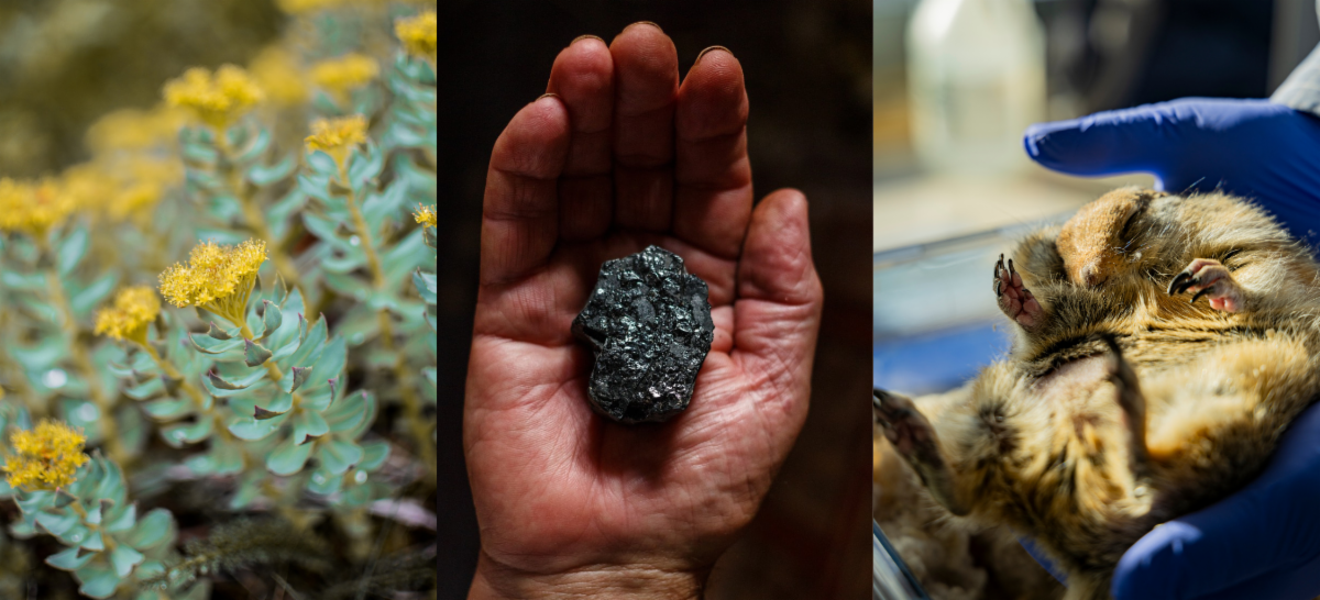 From left to right: rhodiola plant coal a hibernating ground squirrel 