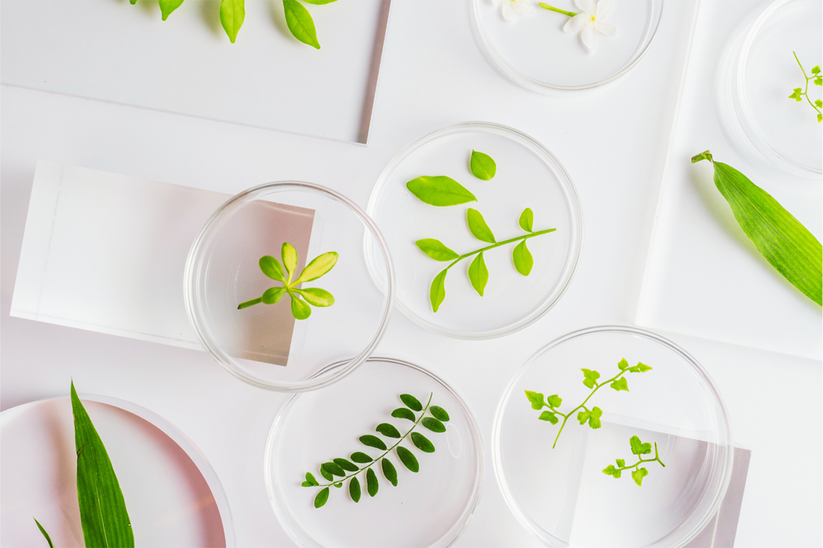 Science Writing for Popular Media Botanicals in petri dishes. Stock photo courtesy of Canva