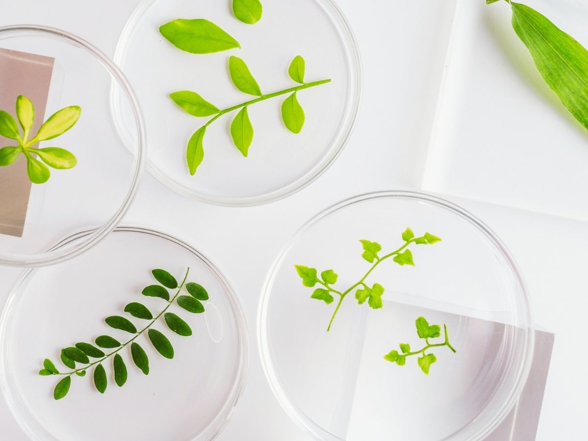 Glass discs holding botanical specimens