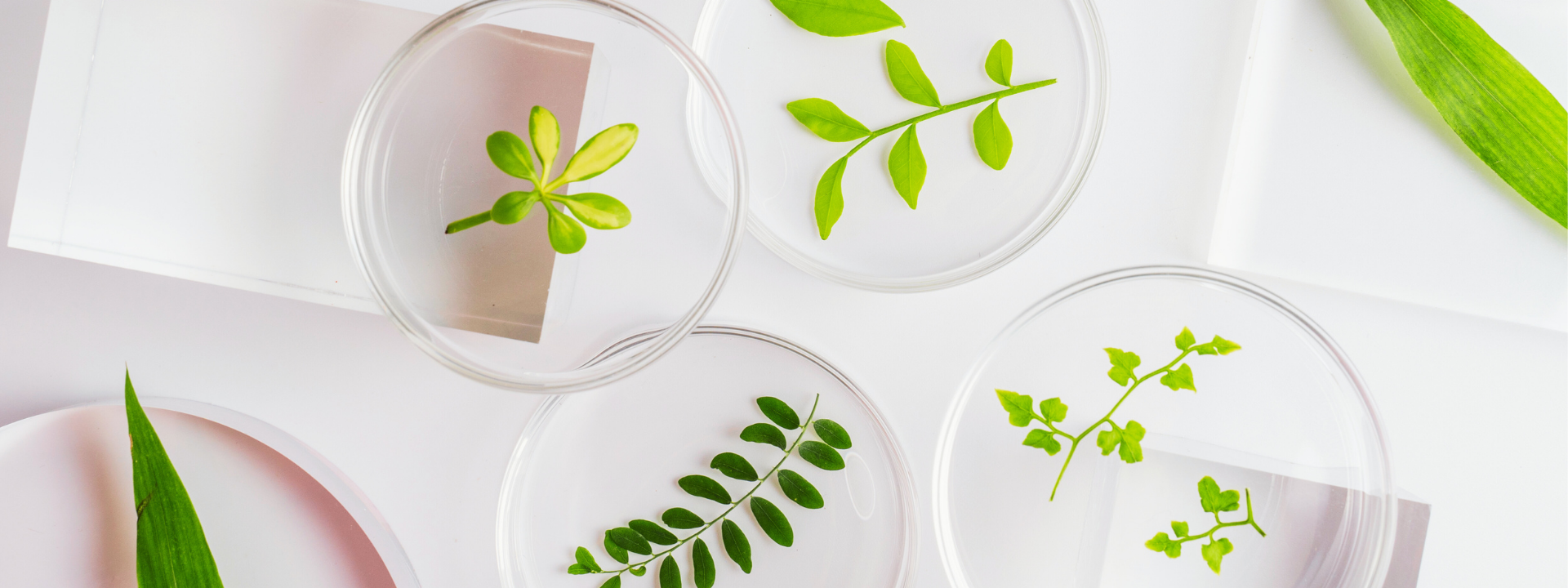Petrie dishes holding plant samples. Stock photo