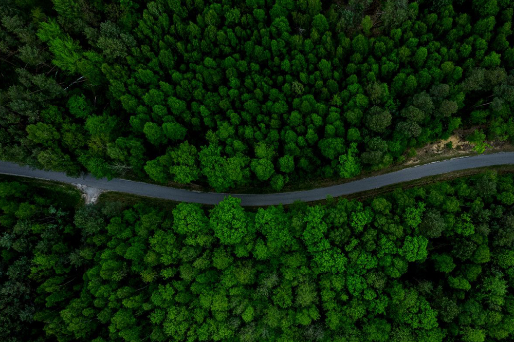 A road winding through a forest