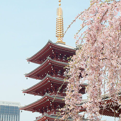 Japan with cherry blossoms