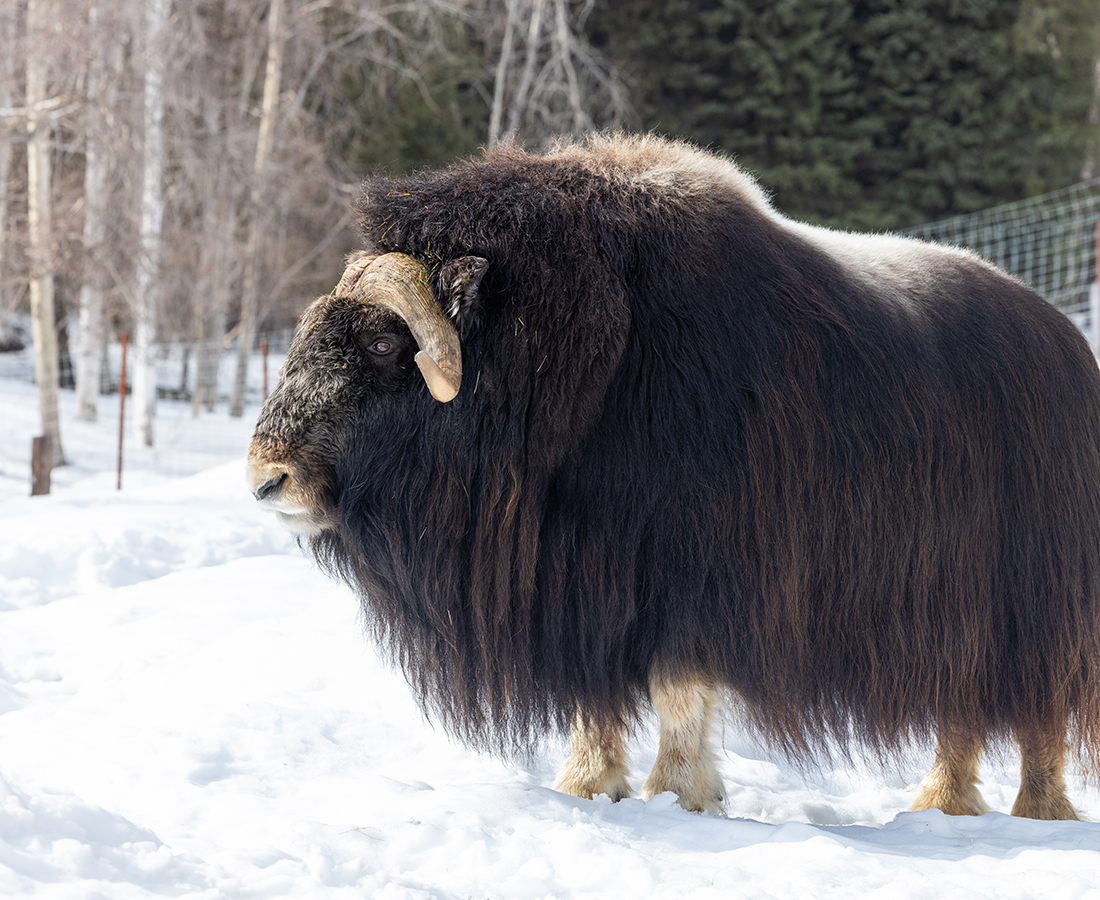 Bison at LARS