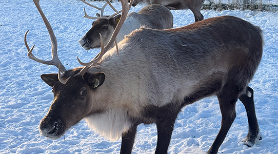 Reindeer at LARS on a winter day