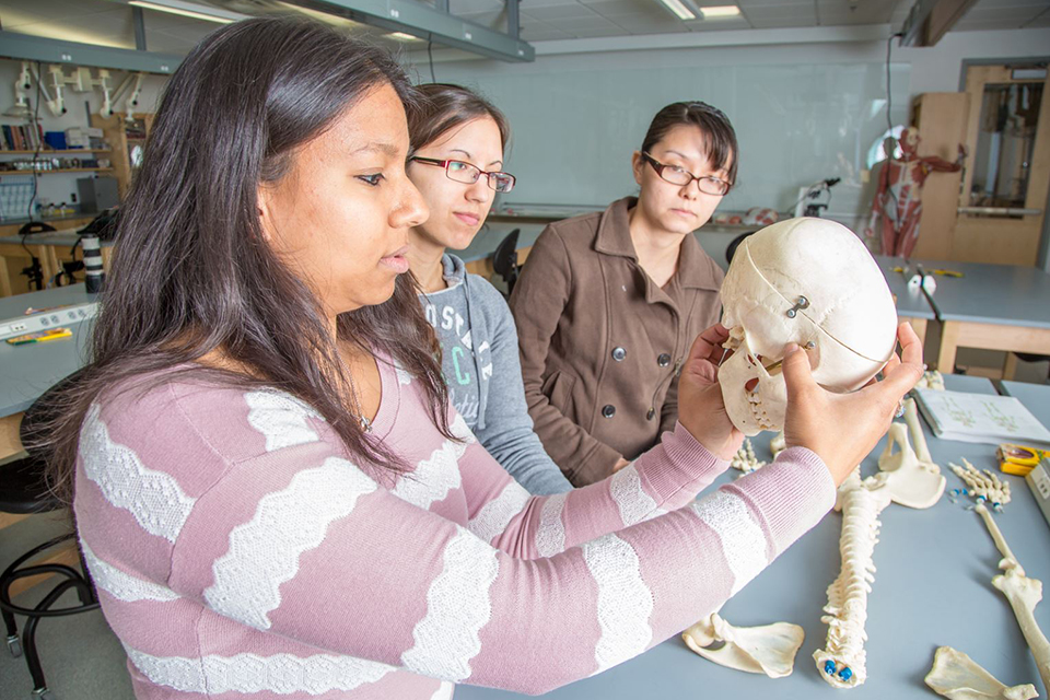 Teaching assistant Sophie Chowdhury, left, works with undergraduates Heather Bruhn and Michelle Negrete during their summer sessions anatomy and physiology lab in the Murie Building.