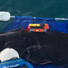 PESCA device on sleeper shark