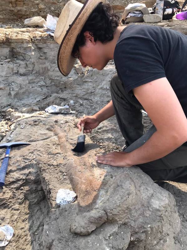 Dani digs up hadrosaur femur