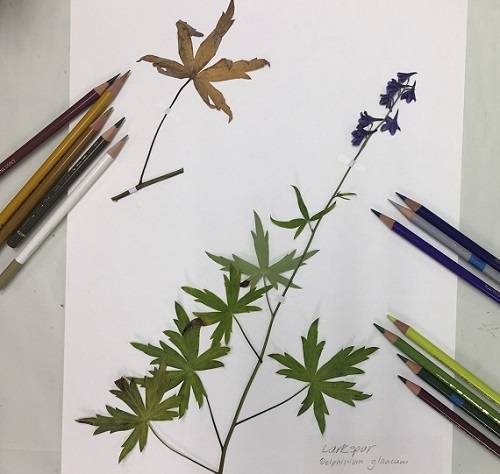 Drawing of a pressed plant, next to several colored pencils.